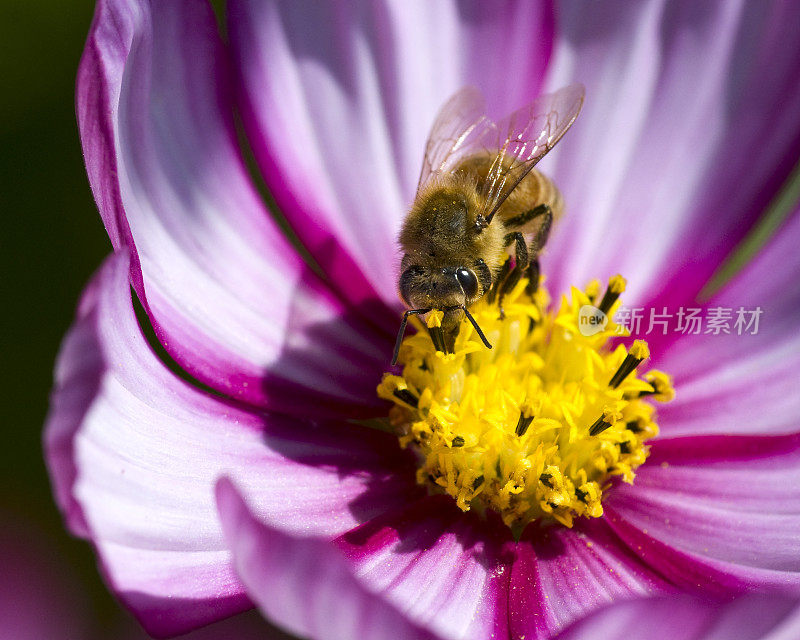紫花上的蜜蜂(Apis mellifera)